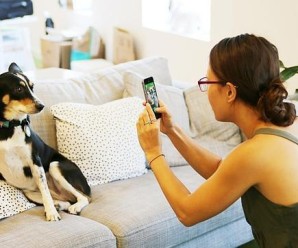 Instagram para Pets? Conheça o aplicativo para iOS que está fazendo sucesso