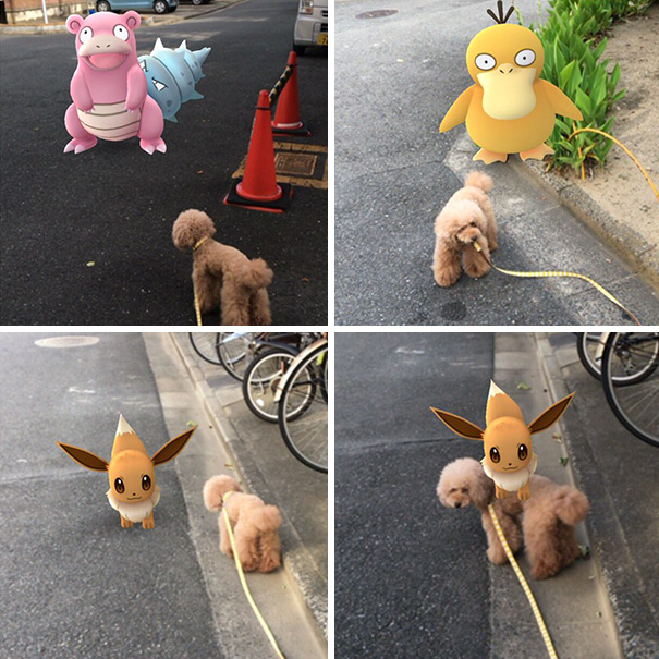 Alguns donos de animais dizem que eles podem ver Pokemons #Fun